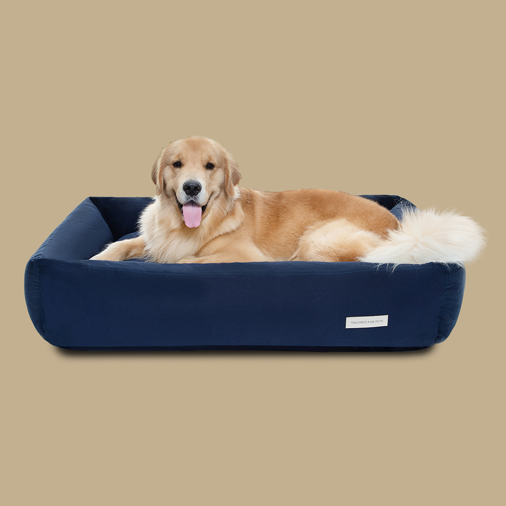 cama azul marinho com cachorro deitado